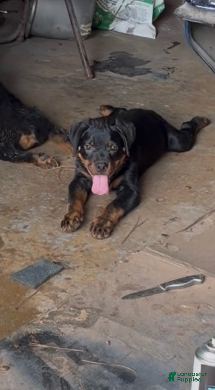 Rottweiler dogs  1 - Ad 26