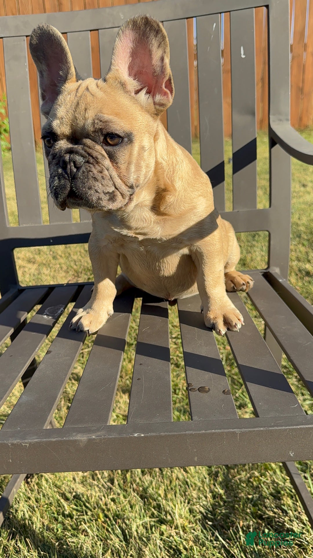 French Bulldog dogs for sale: French Bulldog  - Ad 1