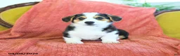 Welsh Corgi Pembroke dogs for sale: Tigger - Ad 2