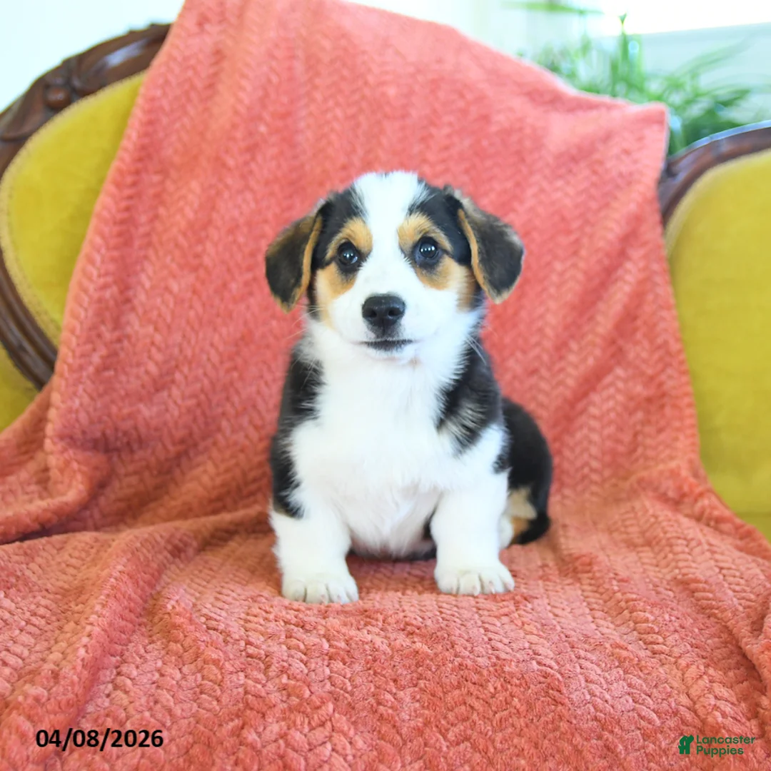 Welsh Corgi Pembroke dogs for sale: Tigger - Ad 2