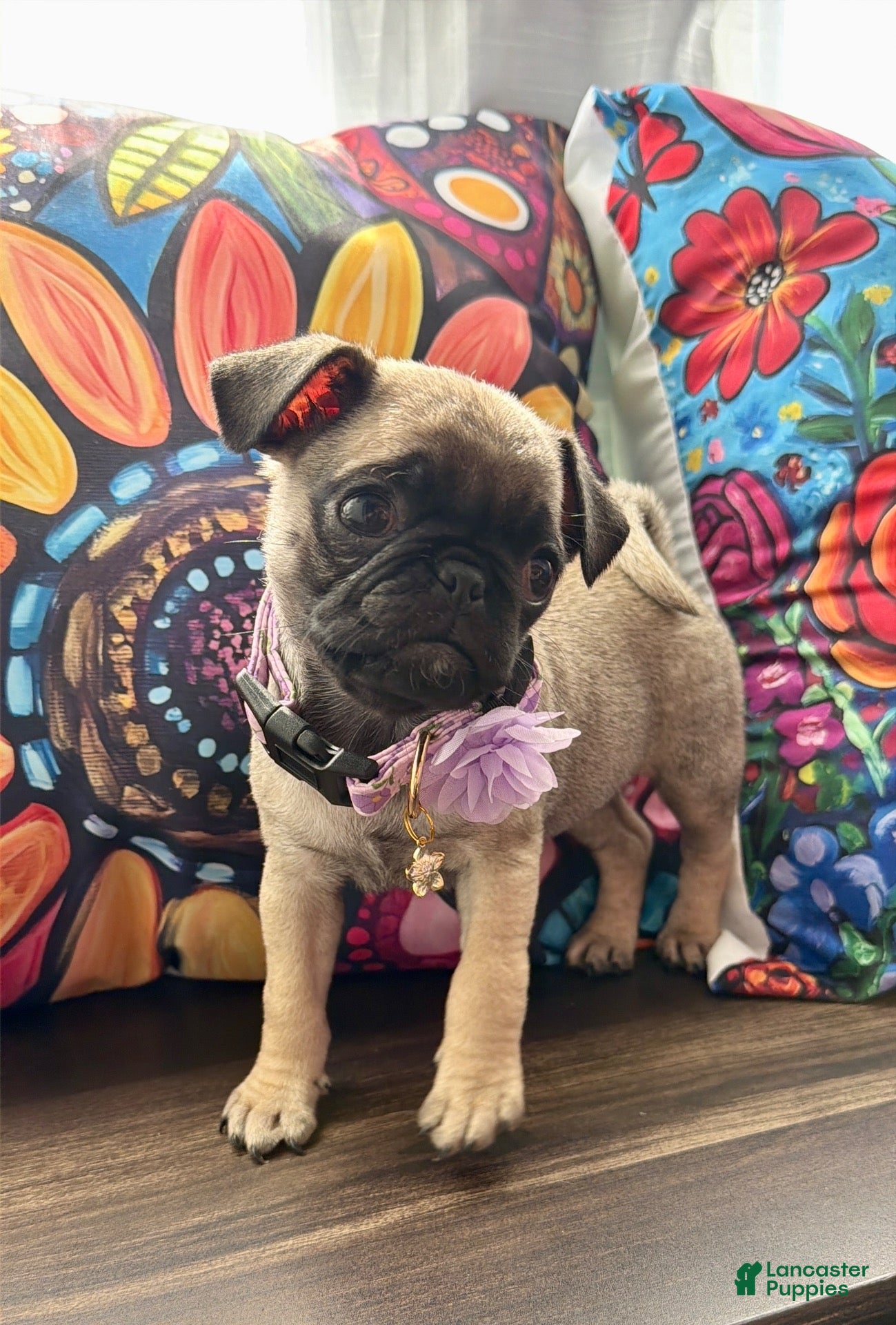 Pug dogs Purple collar - Ad 1
