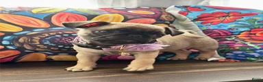 Purple collar