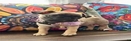 Pug dogs for sale: Purple collar - Ad 1