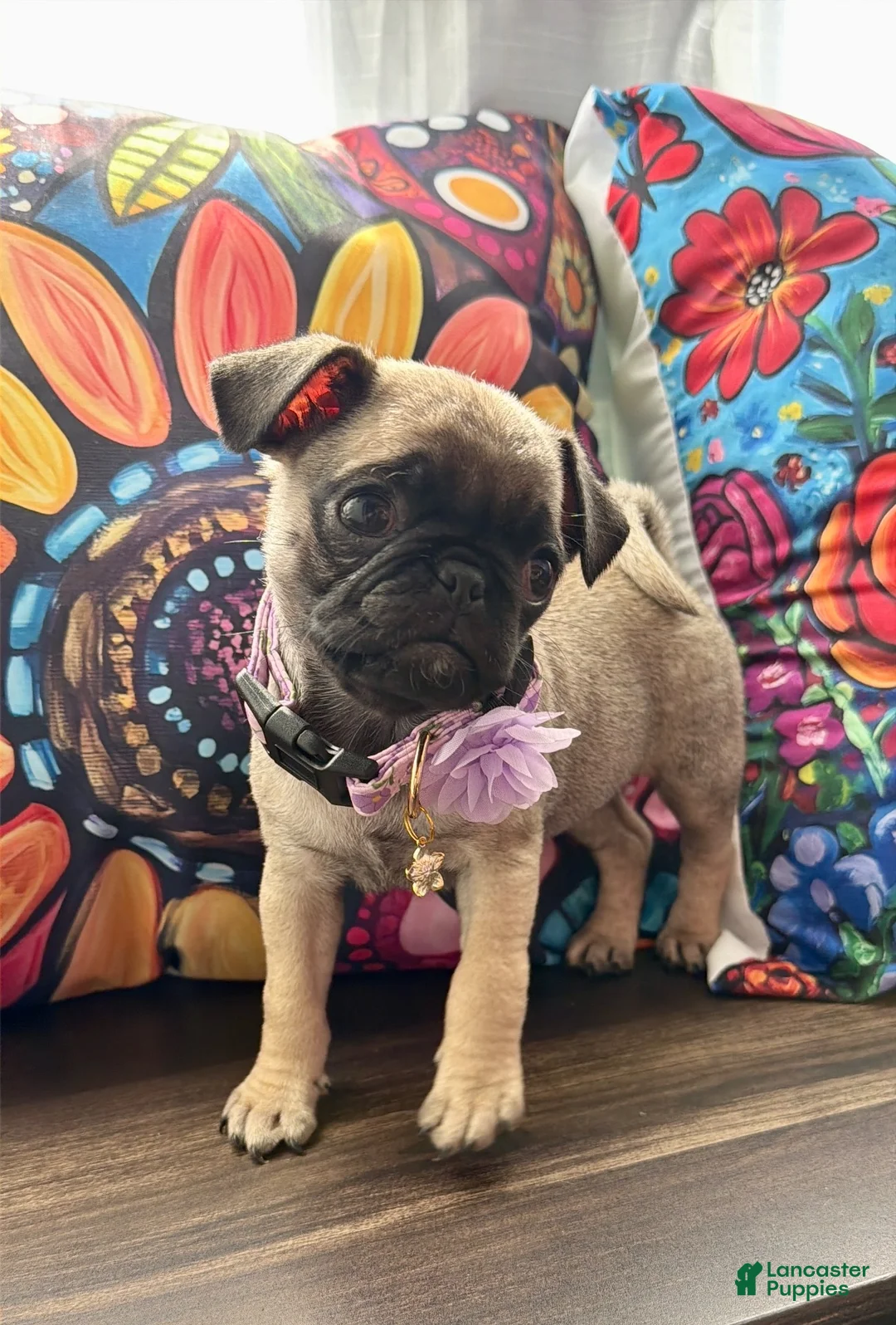 Pug dogs for sale: Purple collar - Ad 1