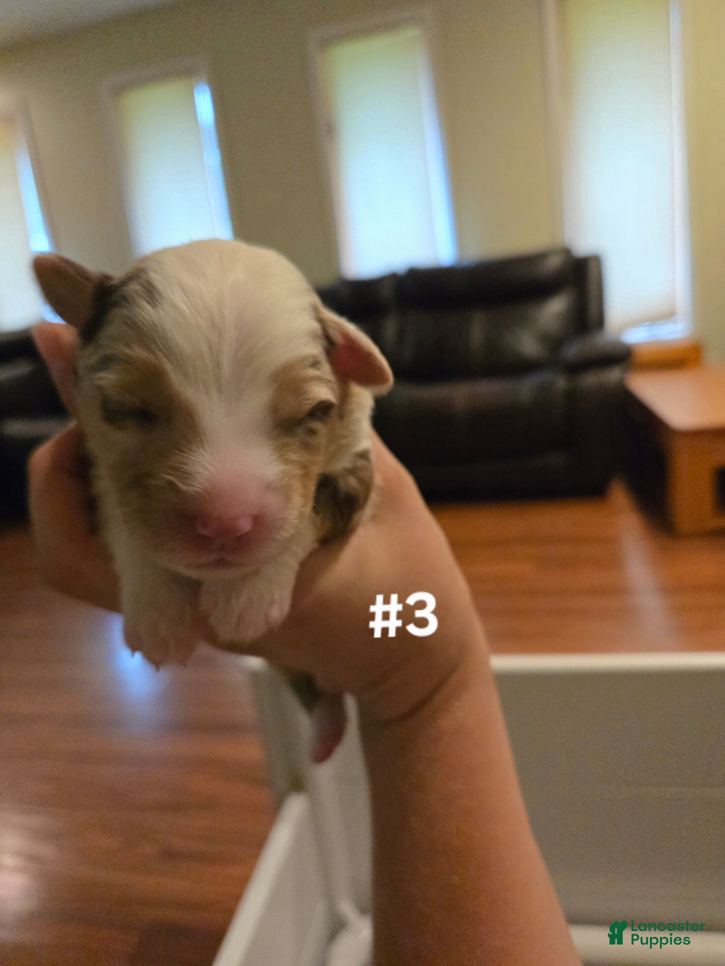 Australian Shepherd dogs Australian Shepherd 3 - Ad 35