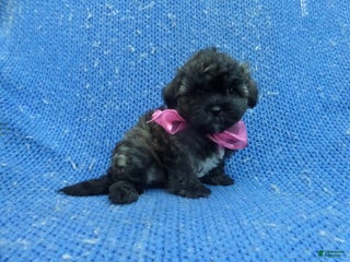 Shihpoo dogs - Ad 9