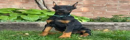 Doberman Pinscher dogs for sale: Bianca - Ad 3