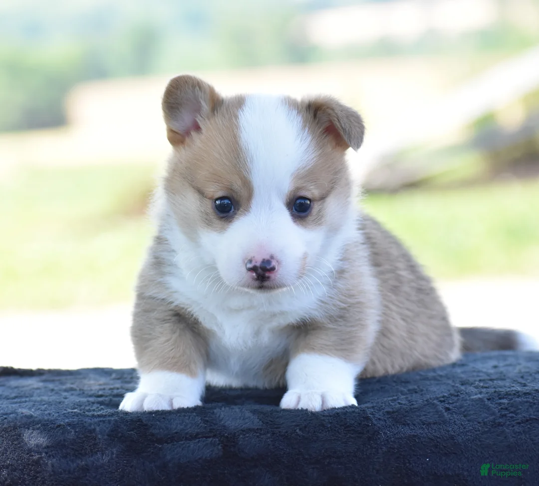 Welsh Corgi Pembroke dogs for sale: Diesel - Ad 1