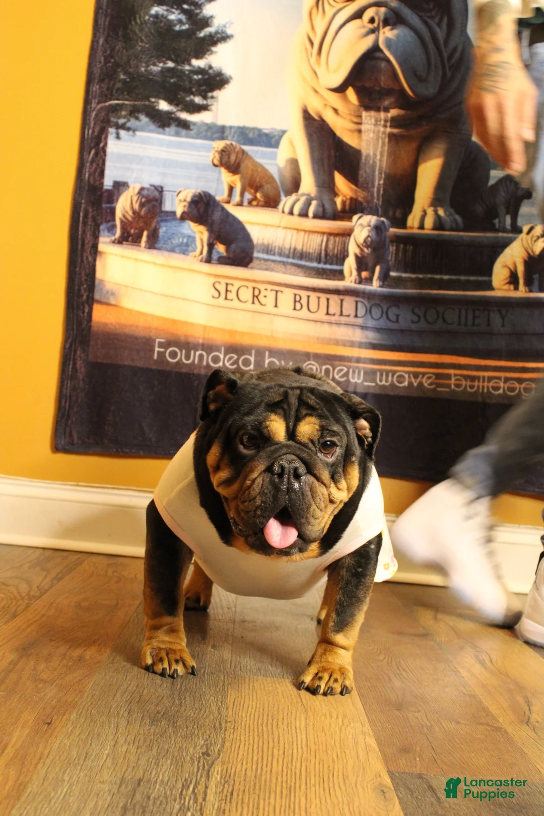 English Bulldog dogs for sale: Blackjack  - Ad 3