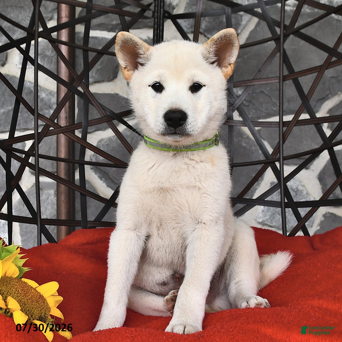 Shiba Inu dogs Oliver - Ad 2