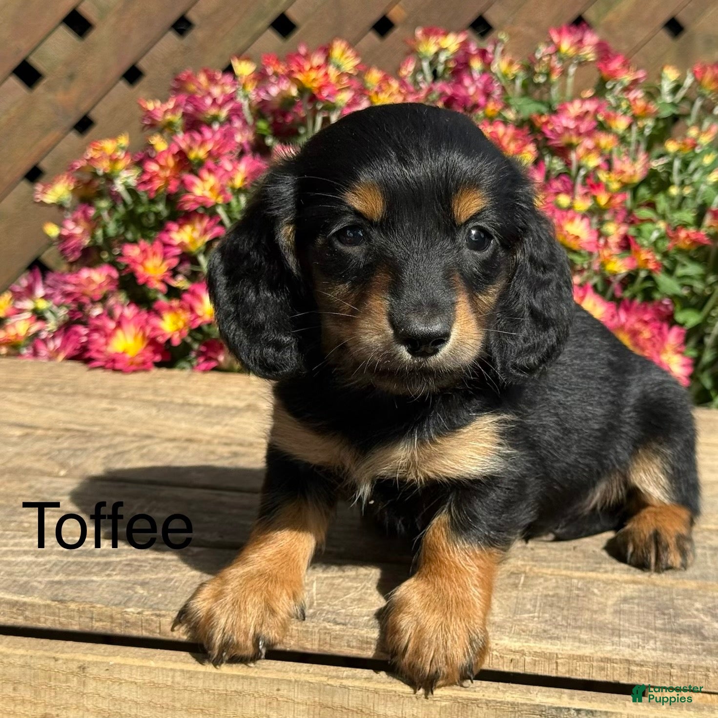 Toffee, Dachshund