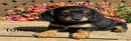 Miniature Dachshund dogs for sale: Toffee - Ad 1