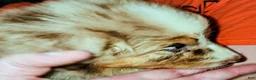 Australian Shepherd dogs for sale: Cher - Ad 7