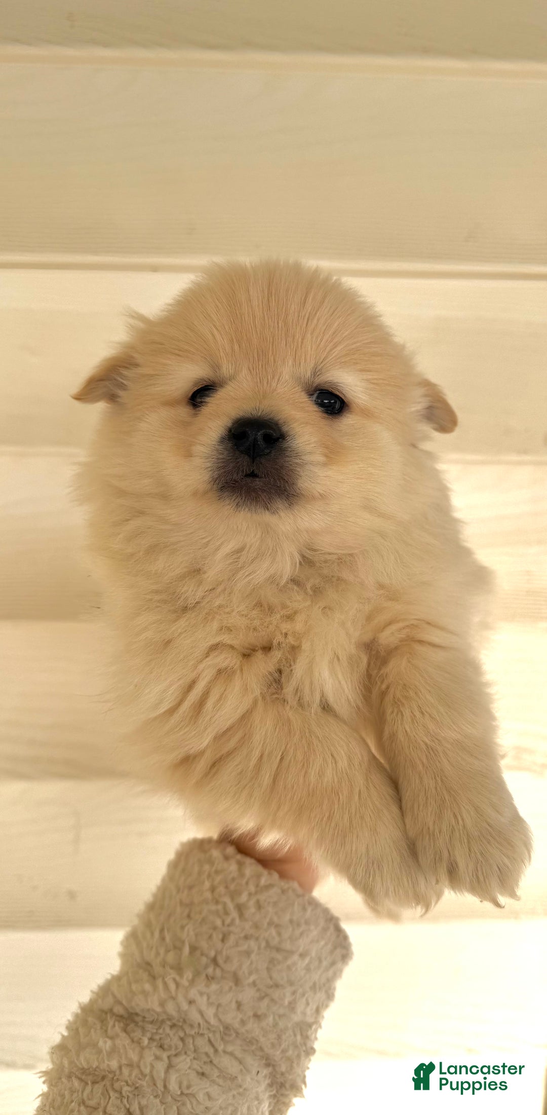 Pomeranian dogs for sale: Pomeranian Puppy 2 - Ad 2