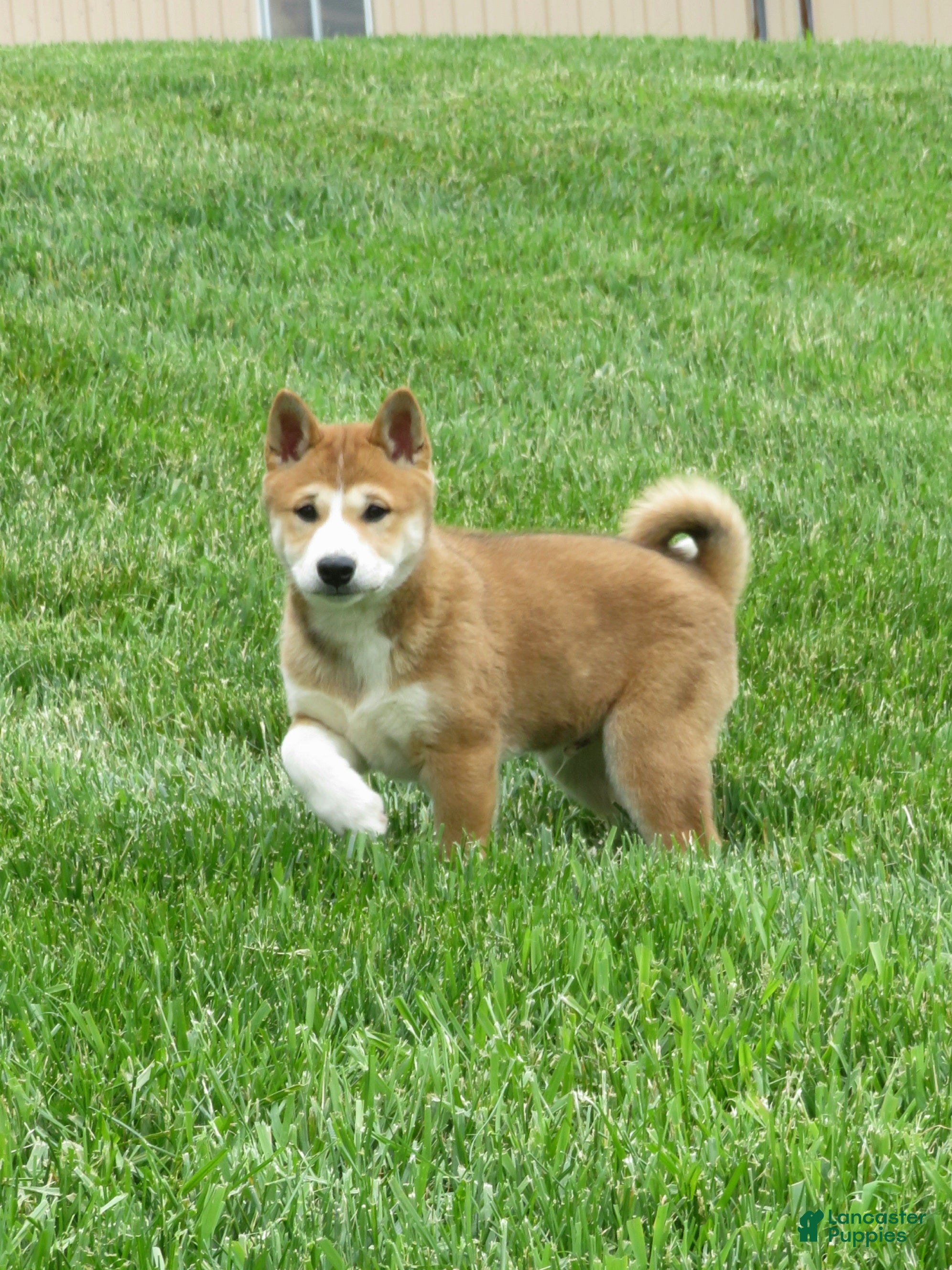 Shiba Inu dogs Bradon  - Ad 1