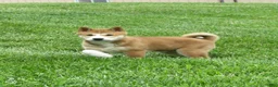 Shiba Inu dogs for sale: Bradon  - Ad 2