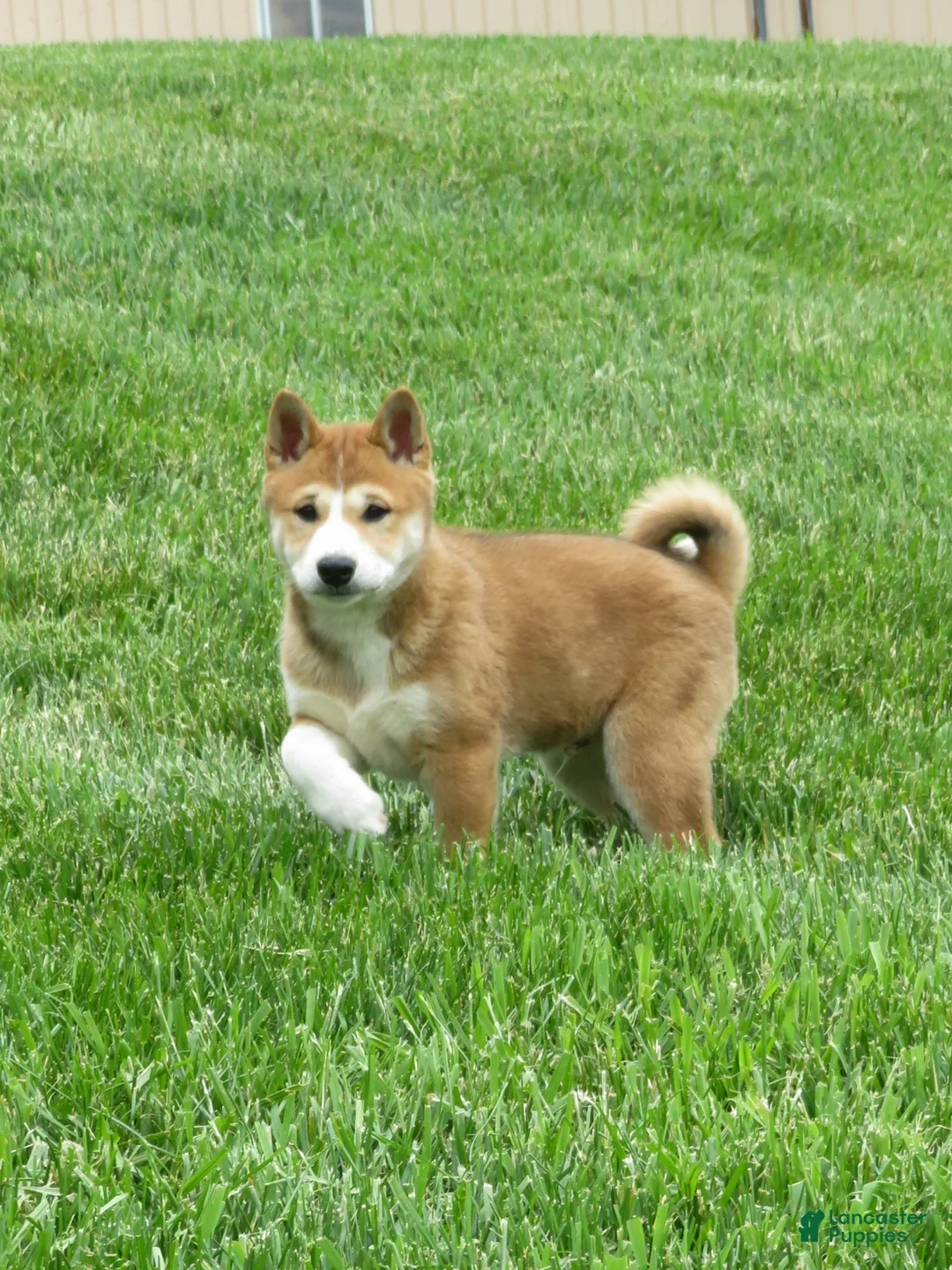 Shiba Inu dogs for sale: Bradon  - Ad 2