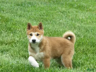 Shiba Inu dogs for sale: Bradon - Ad 2