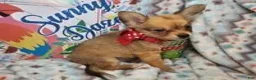 Chihuahua dogs for sale: Express Yourself (LH) male - Ad 6