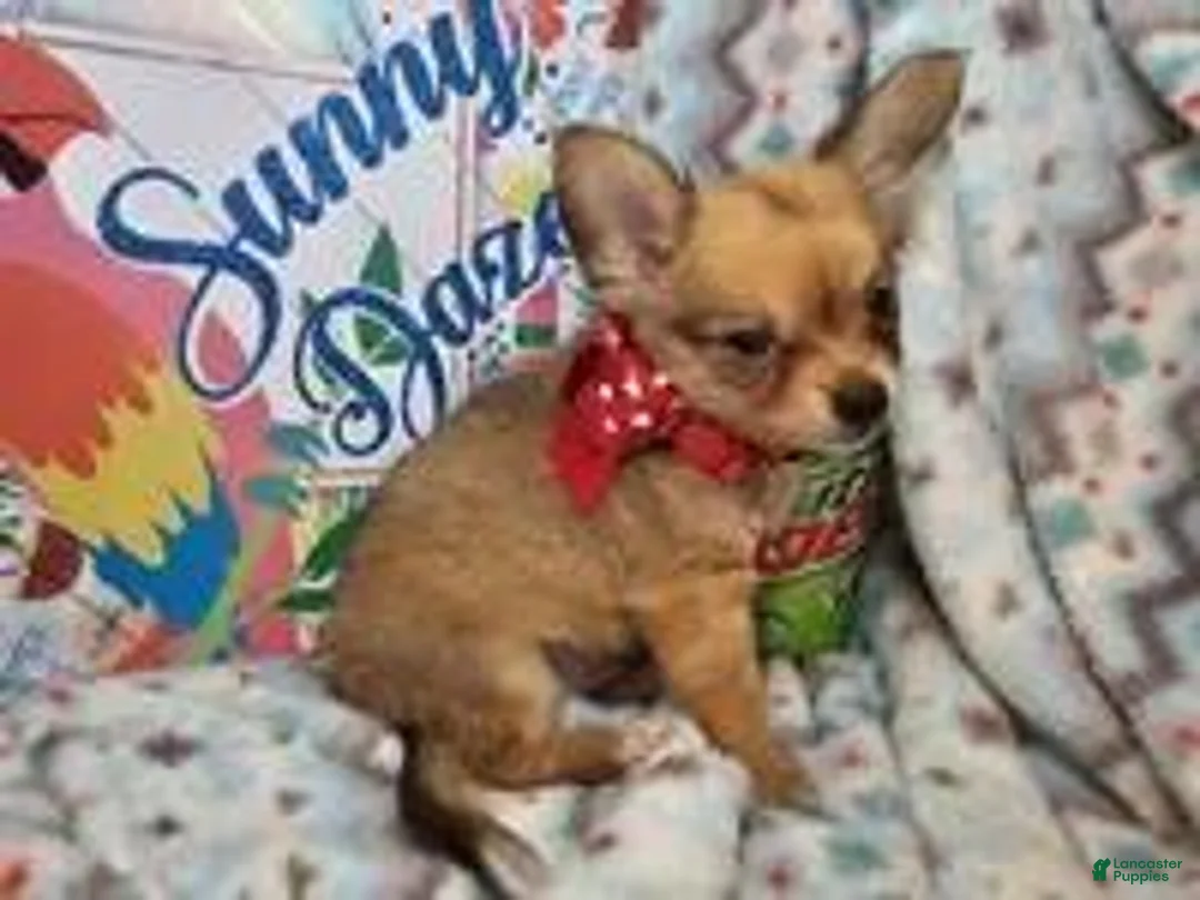 Chihuahua dogs for sale: Express Yourself (LH) male - Ad 6