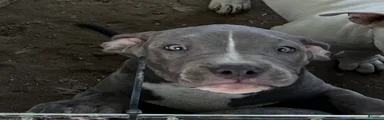 American Bully 4