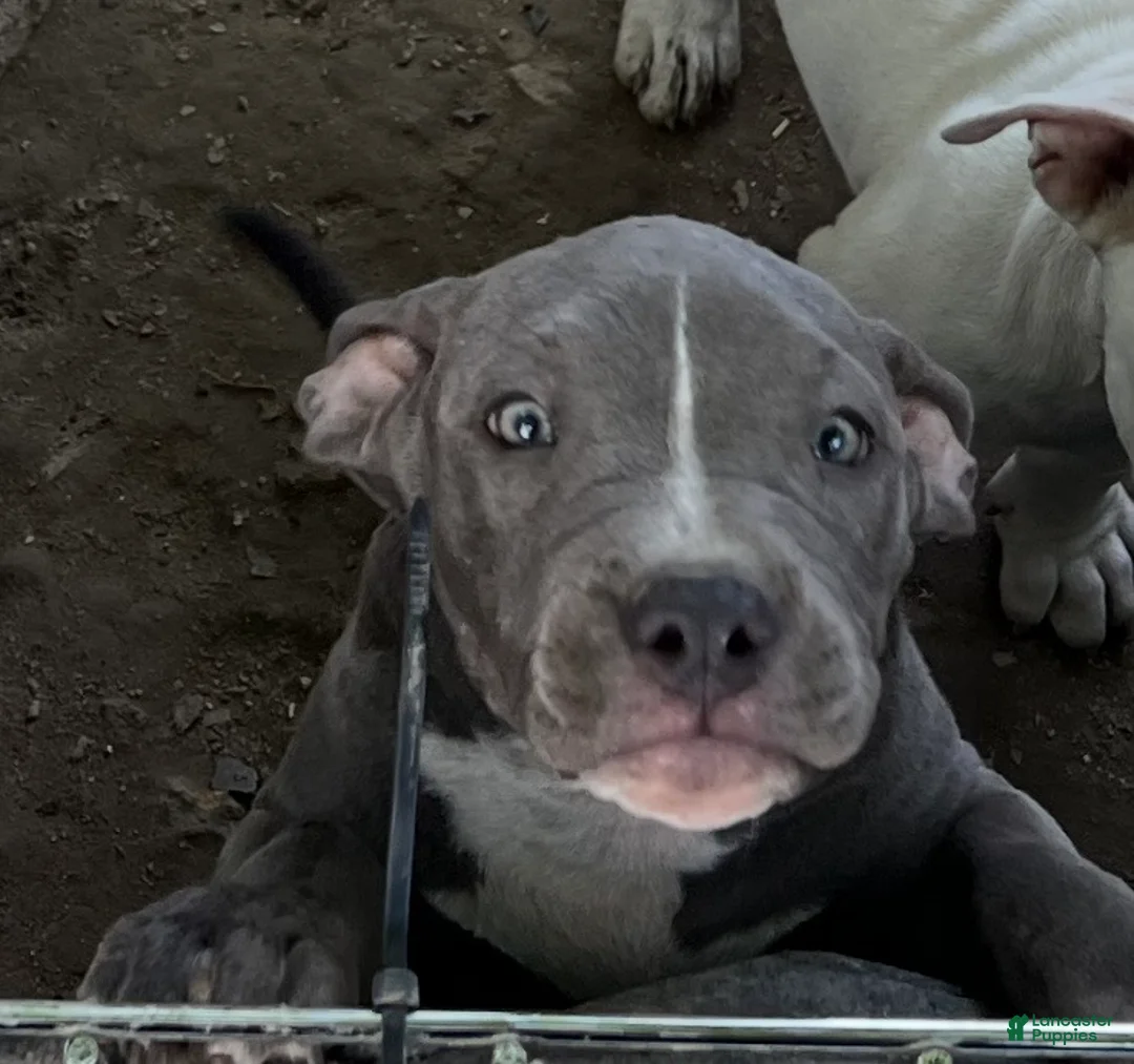 American Bully dogs for sale: American Bully 4 - Ad 1