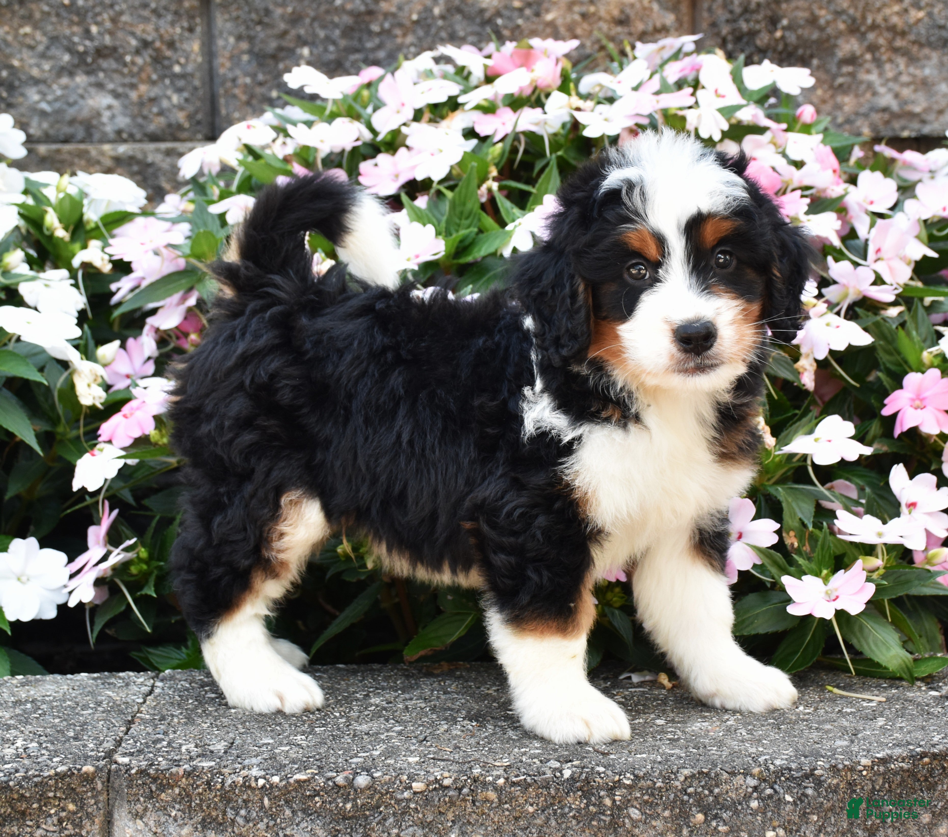 Mini Bernedoodle dogs Bagel - Ad 1