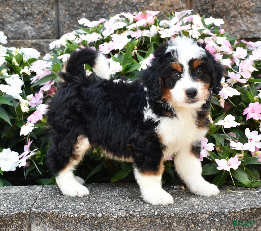 Mini Bernedoodle dogs for sale: Bagel - Ad 1
