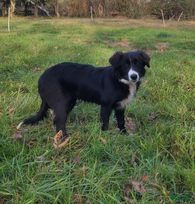 Border Collie dogs Bonnie - Ad 2
