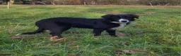 Border Collie dogs for sale: Bonnie - Ad 2