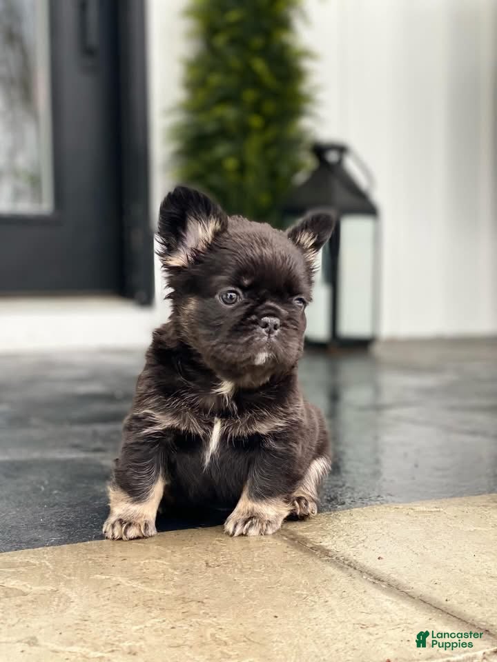 French Bulldog dogs Fauna - Ad 27