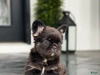 French Bulldog dogs Fauna - Ad 27