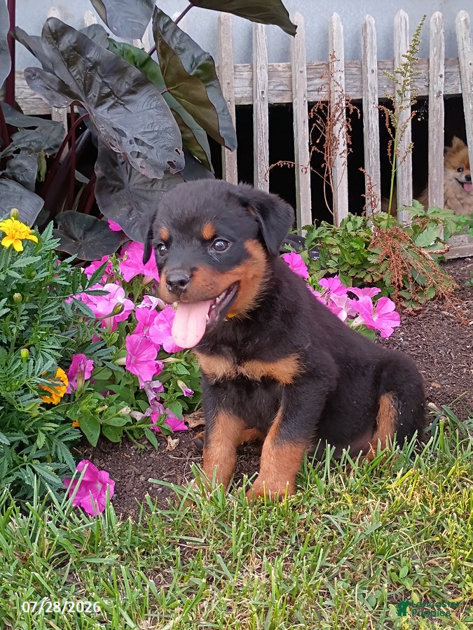 Rottweiler dogs Debby - Ad 1