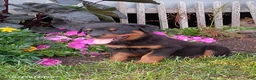 Rottweiler dogs for sale: Debby - Ad 1