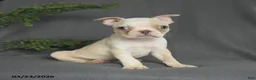 Boston Terrier dogs for sale: Cody - Ad 4