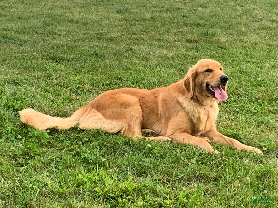 Golden Retriever dogs for sale: Prince  - Ad 11