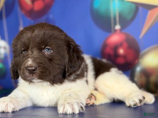 Mixed Breed dogs Stewie OFA DNA - Ad 39