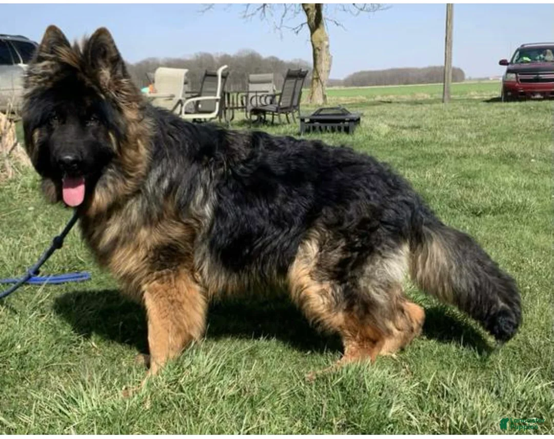 German Shepherd dogs for sale: German Shepherd Puppy 2 - Ad 5