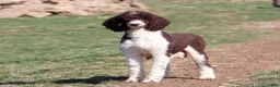 Sheepadoodle dogs for sale: Lila - Ad 7