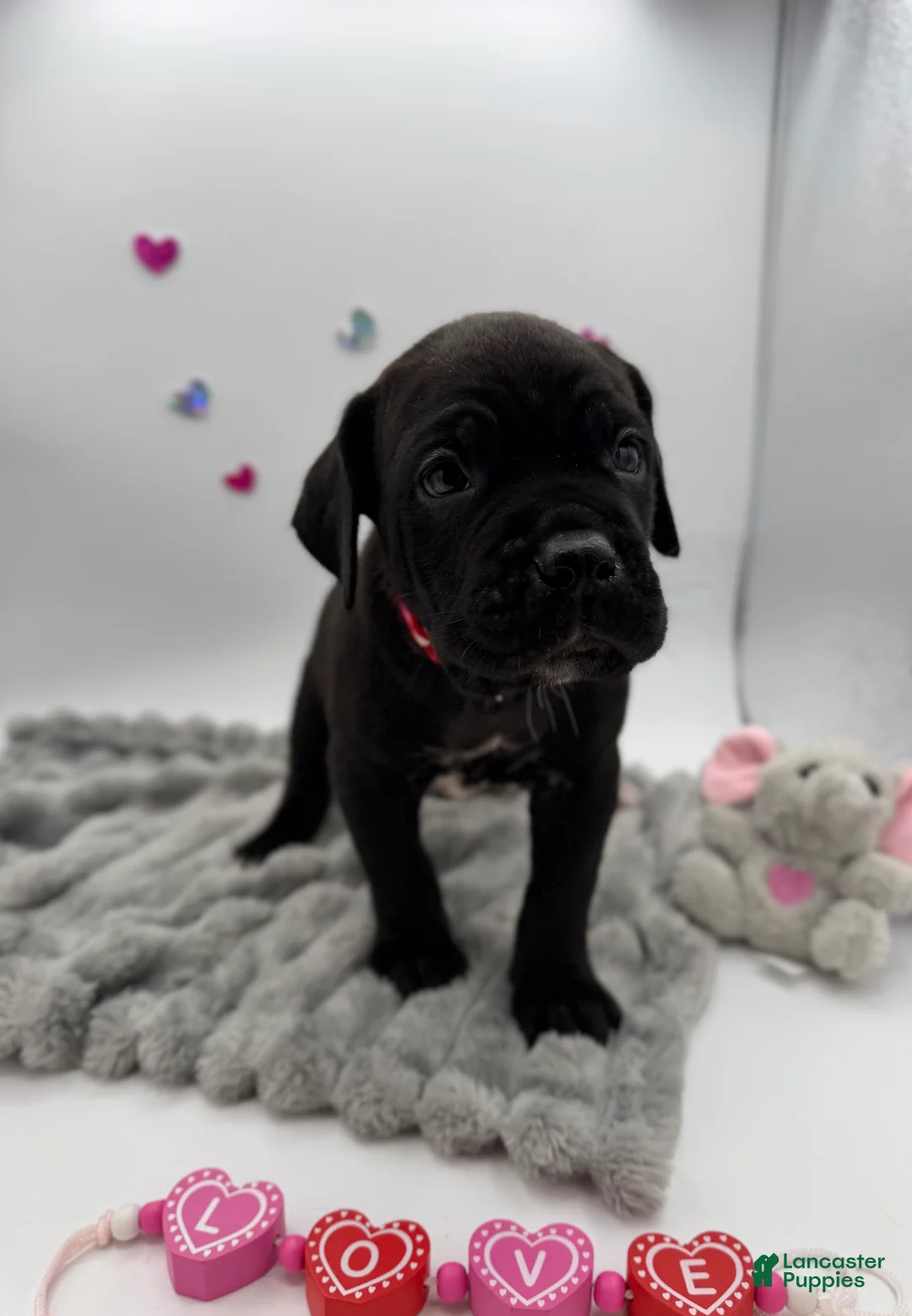 Cane Corso dogs for sale: Cane Corso Puppy 3 - Ad 3