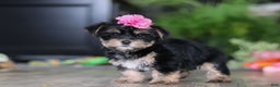 Morkie dogs for sale: Avery - Ad 5