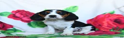 Beaglier dogs for sale: Clementine - Ad 1