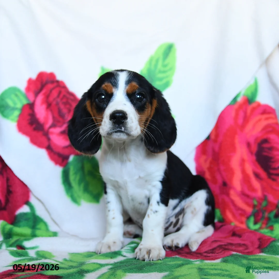 Beaglier dogs for sale: Clementine - Ad 1