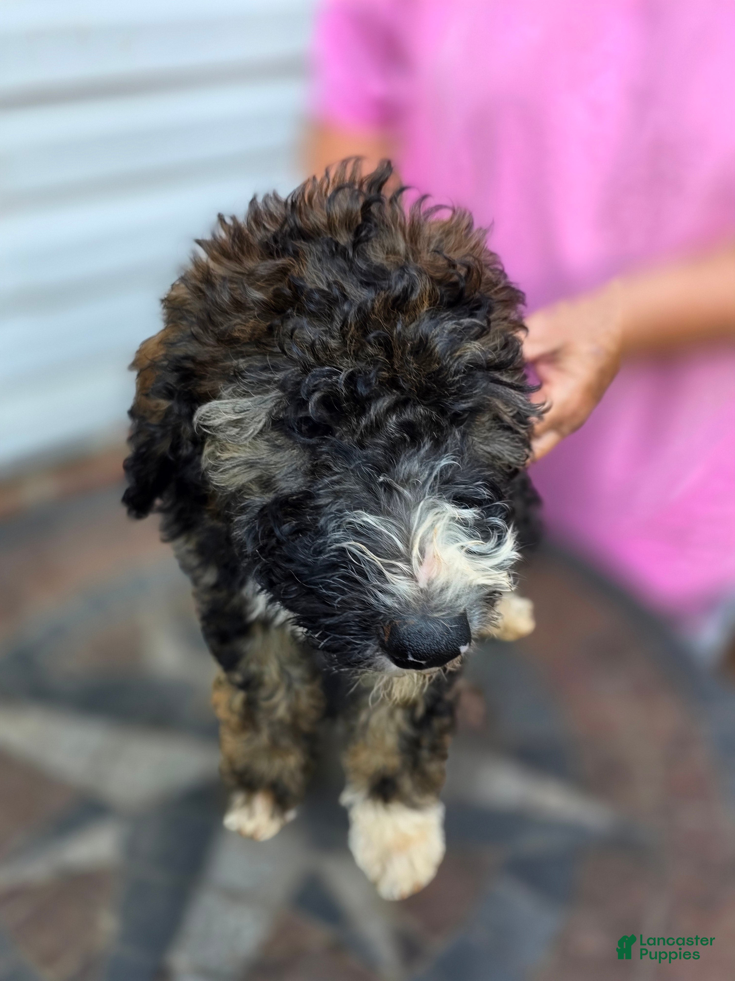 Bernedoodle dogs Purple - Ad 1