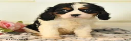 Cavalier King Charles Spaniel dogs for sale: Lucky - Ad 3