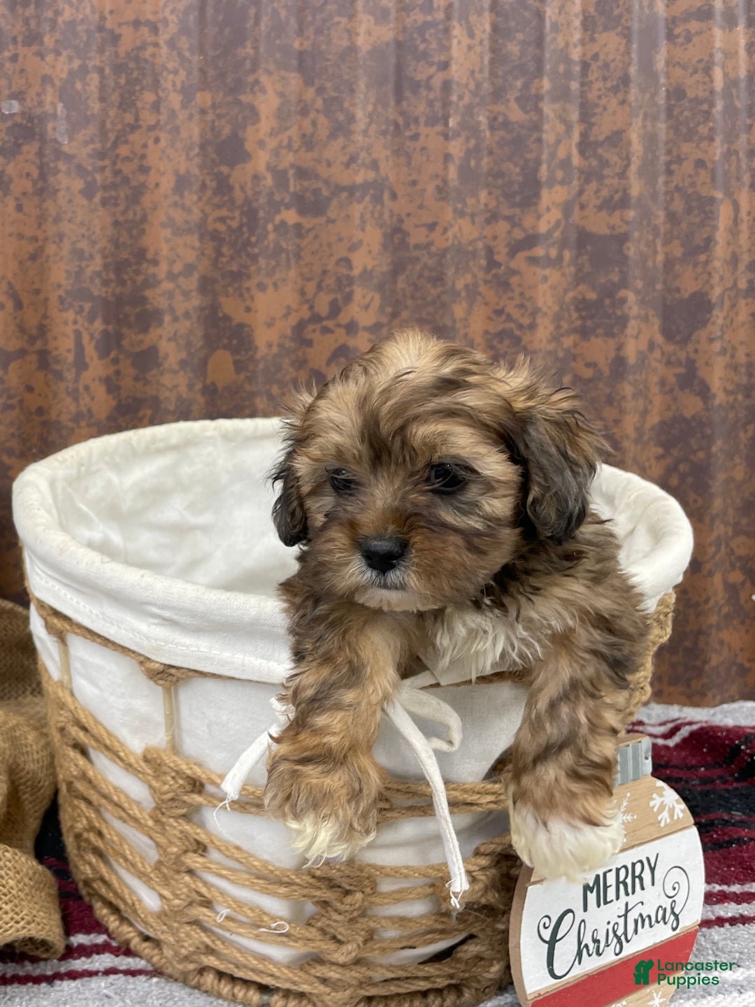 Shihpoo dogs for sale: Chloe - Ad 3