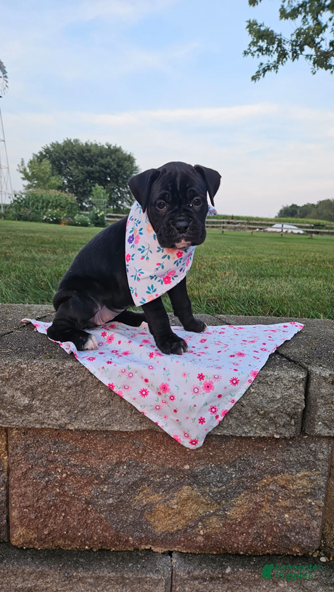 Boxer dogs for sale: Abby - Ad 3