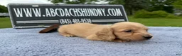 Miniature Dachshund dogs for sale: South African AKC Carrie’s Choc CR - Ad 7