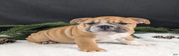 English Bulldog dogs for sale: Joy  - Ad 11