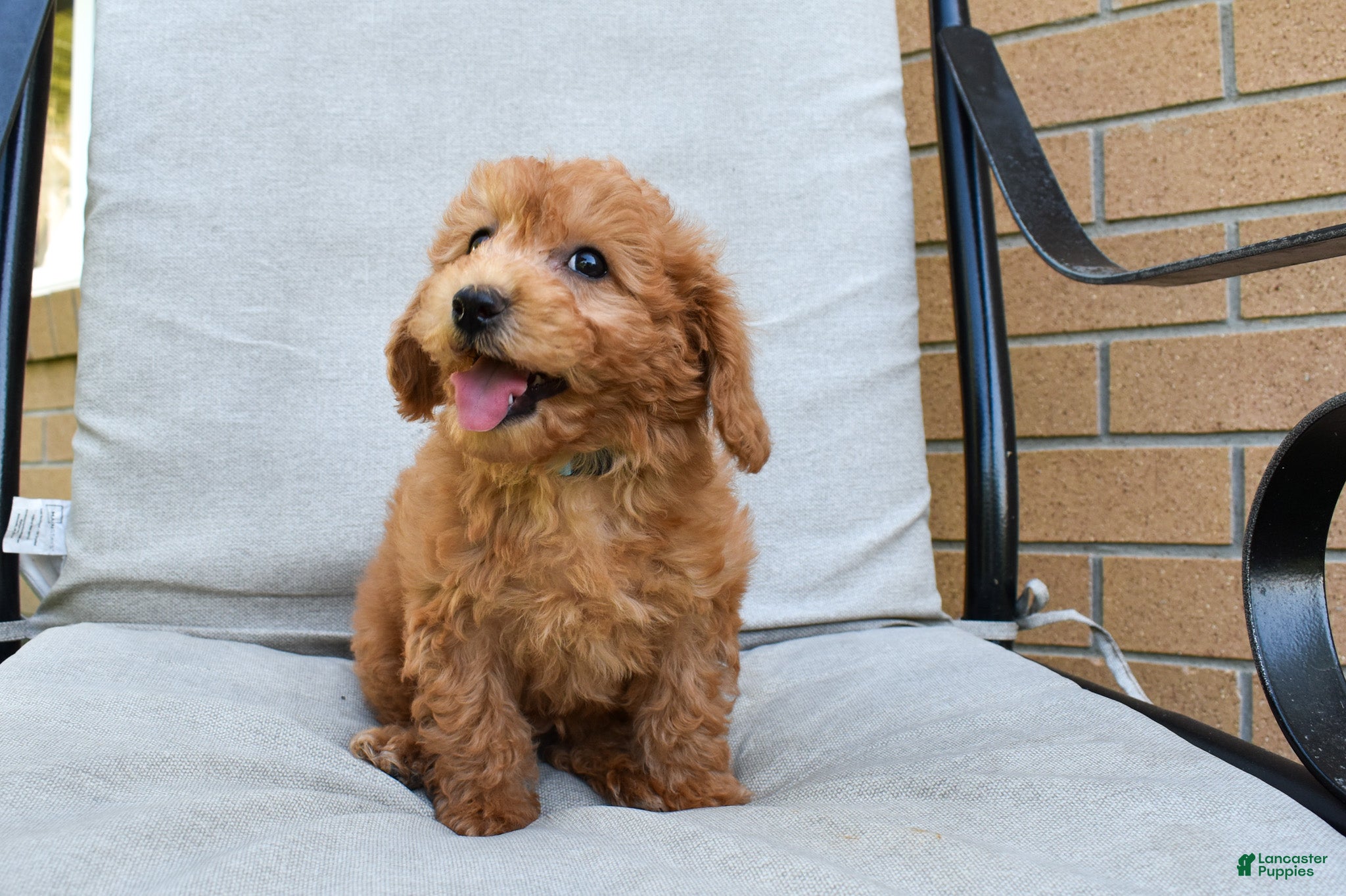Bichpoo dogs  Kody 🐶💖 - Ad 2